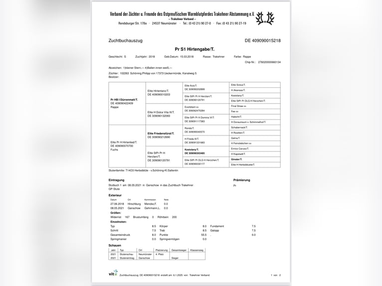 Koń trakeński Klacz 7 lat 170 cm Kara in Meerlo