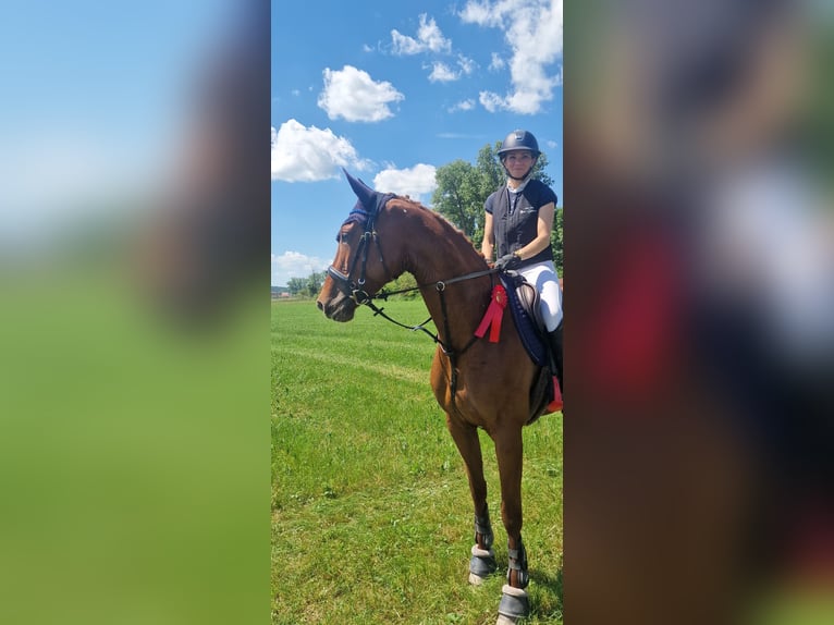 Koń trakeński Klacz 7 lat 173 cm Kasztanowata in Uehlfeld