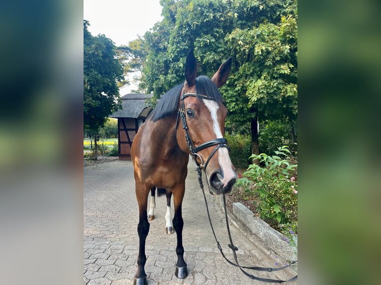 Koń trakeński Klacz 7 lat 175 cm Gniada in Schneverdingen
