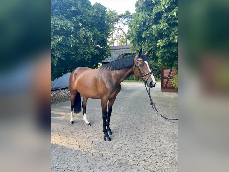 Koń trakeński Klacz 7 lat 175 cm Gniada in Schneverdingen