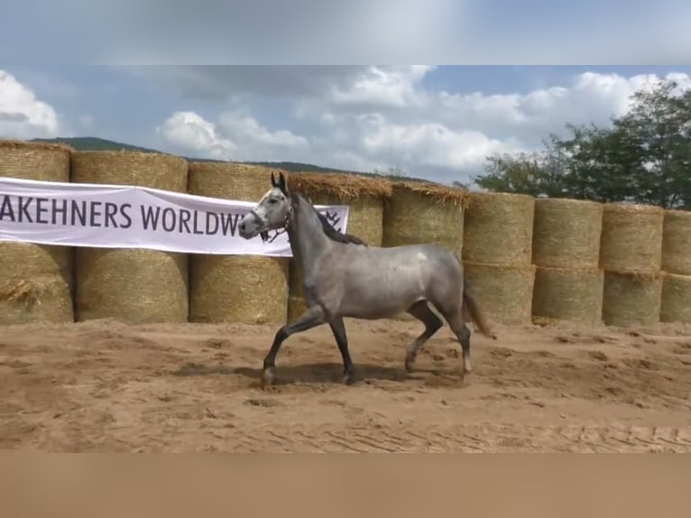 Koń trakeński Klacz 8 lat 161 cm Siwa in Aytos