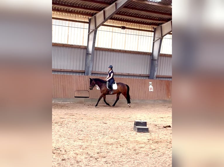 Koń trakeński Klacz 8 lat 162 cm Ciemnogniada in Ottendorf