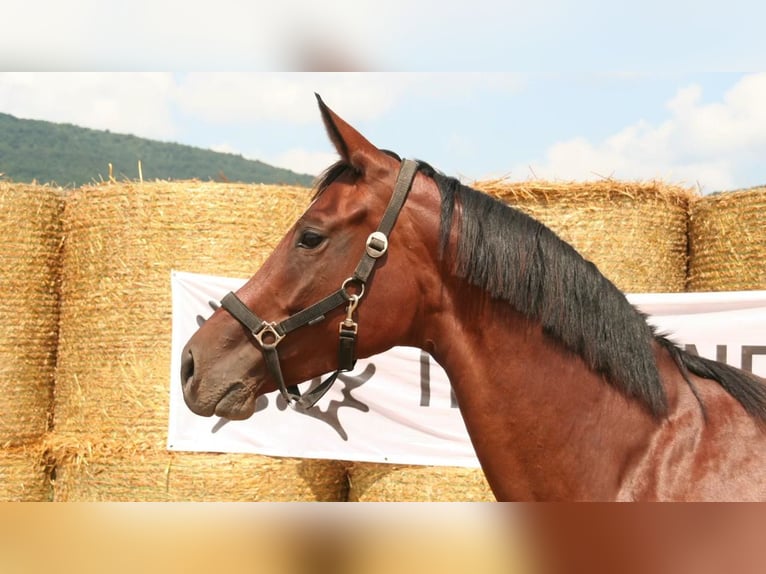 Koń trakeński Klacz 8 lat 162 cm Gniada in Aytos