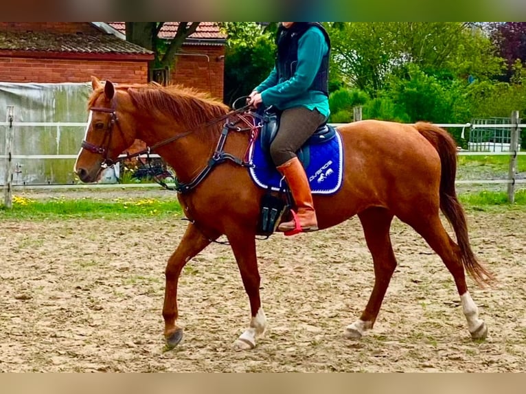 Koń trakeński Klacz 8 lat 164 cm Kasztanowata in Dickel