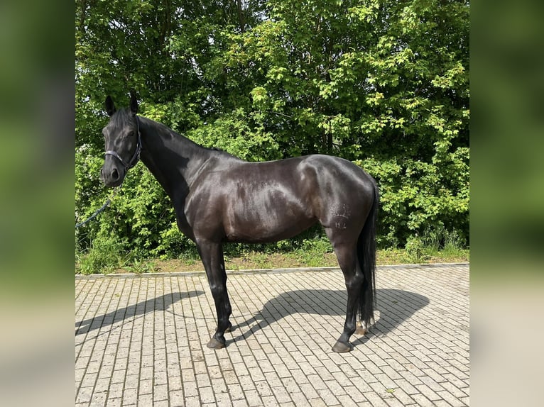 Koń trakeński Klacz 8 lat 167 cm Kara in Berschweiler