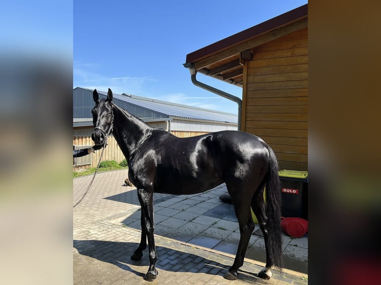 Koń trakeński Klacz 8 lat 167 cm Kara in Berschweiler