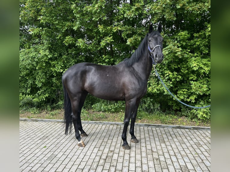 Koń trakeński Klacz 8 lat 167 cm Kara in Berschweiler