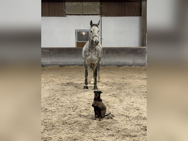 Koń trakeński Klacz 8 lat 168 cm Siwa jabłkowita in Wernau