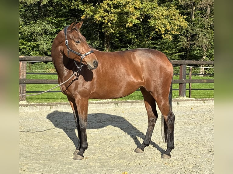 Koń trakeński Klacz 8 lat 172 cm Gniada in Hamburg Volksdorf