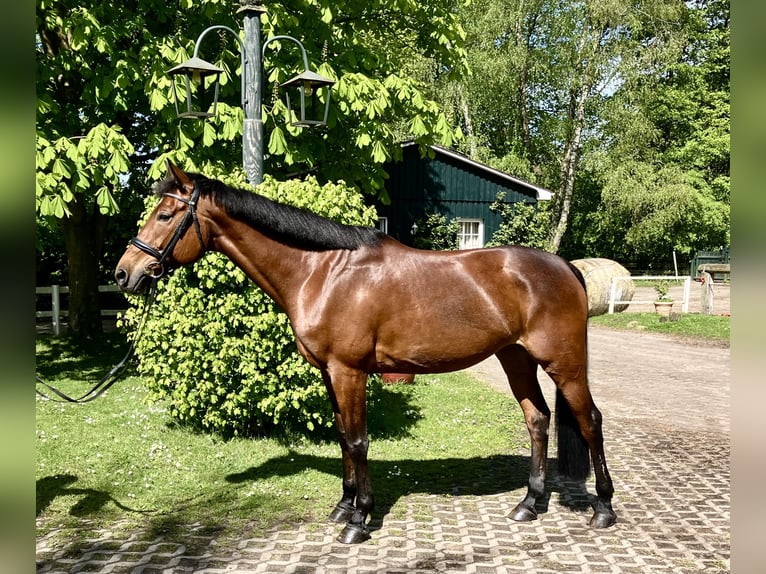 Koń trakeński Klacz 9 lat 162 cm Gniada in Pinneberg