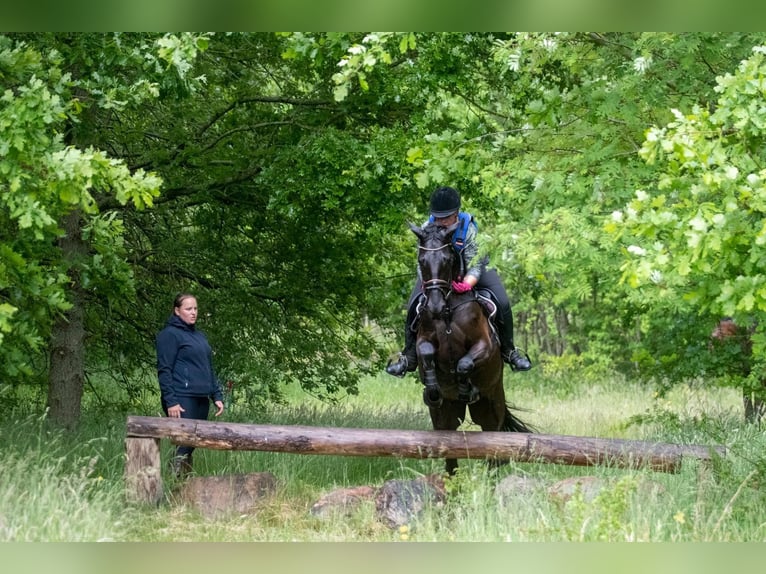 Koń trakeński Klacz 9 lat 162 cm Kara in Hohenlockstedt