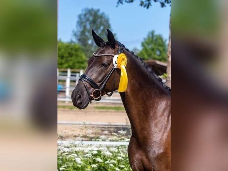 Koń trakeński Klacz 9 lat 162 cm Kara in Hohenlockstedt