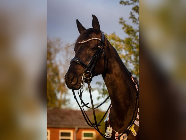 Koń trakeński Klacz 9 lat 162 cm Kara in Hohenlockstedt