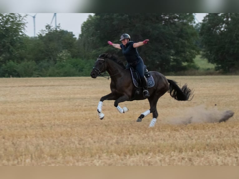 Koń trakeński Klacz 9 lat 162 cm Kara in Hohenlockstedt