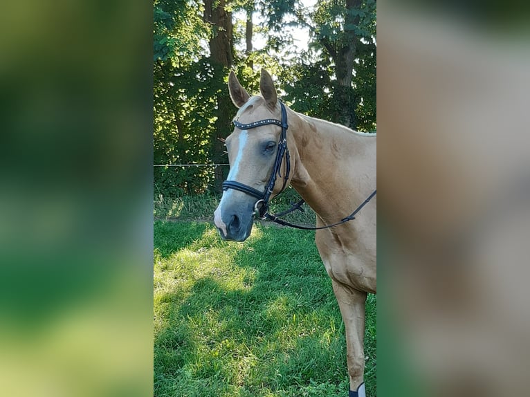 Koń trakeński Mix Klacz 9 lat 163 cm Izabelowata in Rathenow