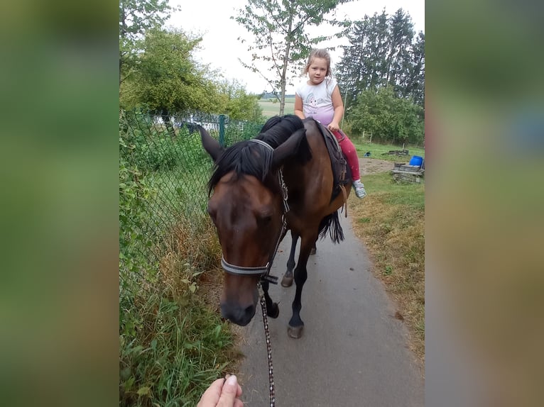 Koń trakeński Klacz 9 lat 165 cm Ciemnogniada in Höheischweiler