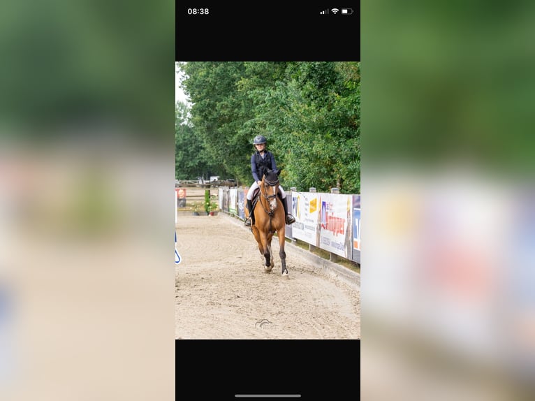 Koń trakeński Klacz 9 lat 165 cm Gniada in Großenkneten