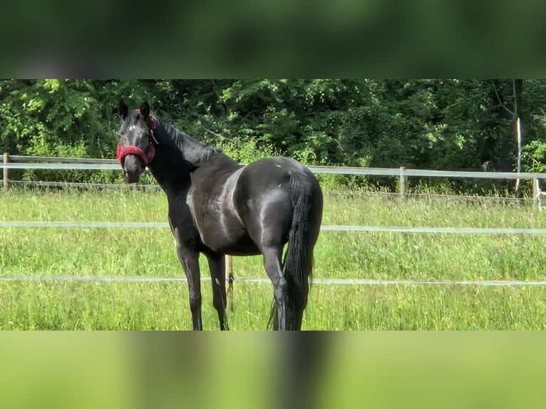 Koń trakeński Klacz 9 lat 168 cm Kara in Rückeroth