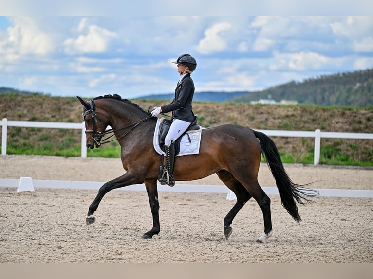 Koń trakeński Klacz 9 lat 169 cm Ciemnogniada in Aadorf