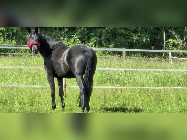 Koń trakeński Klacz 9 lat 169 cm Kara in Selters