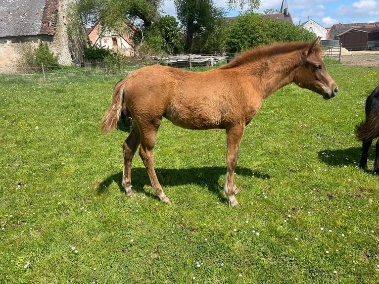 Koń trakeński Klacz Źrebak (01/2026) 162 cm Kasztanowata in Weißenburg in Bayern