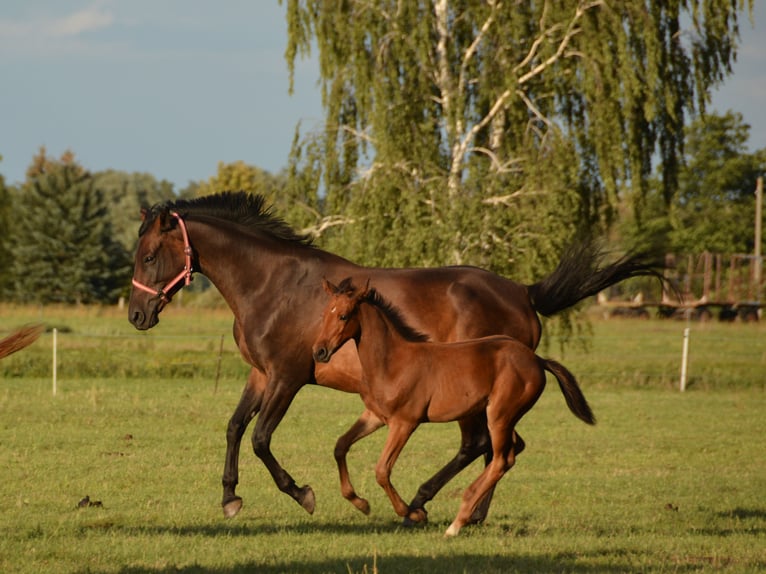 Koń trakeński Klacz Źrebak (07/2026) 165 cm Gniada in Rehfeld