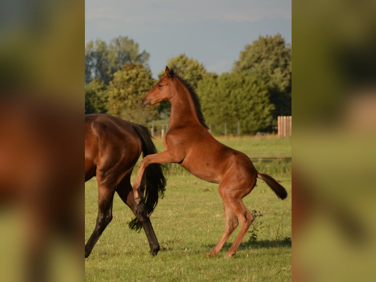 Koń trakeński Klacz Źrebak (07/2026) 165 cm Gniada in Rehfeld