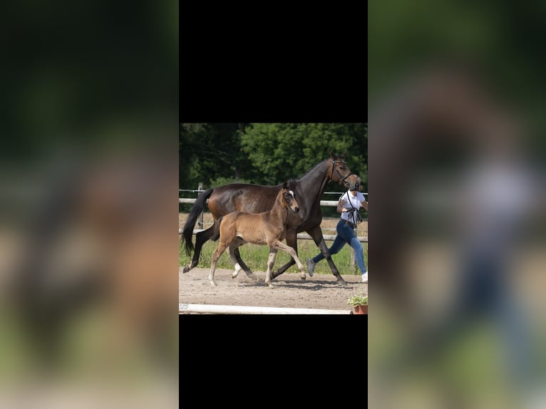 Koń trakeński Klacz Źrebak (03/2025) 167 cm Skarogniada in Kleve