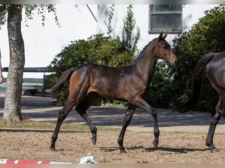 Koń trakeński Klacz Źrebak (05/2024) 168 cm Ciemnogniada in Marxen