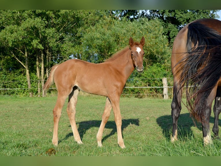 Koń trakeński Klacz Źrebak (05/2024) 170 cm Ciemnokasztanowata in Bleckede