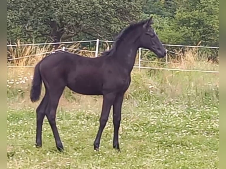 Koń trakeński Klacz Źrebak (04/2024) 170 cm Karosiwa in Kurtscheid