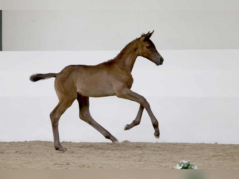 Koń trakeński Klacz Źrebak (04/2026) 170 cm Skarogniada in Issum