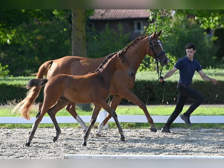 Koń trakeński Klacz Źrebak (05/2024) Gniada in Rosdorf