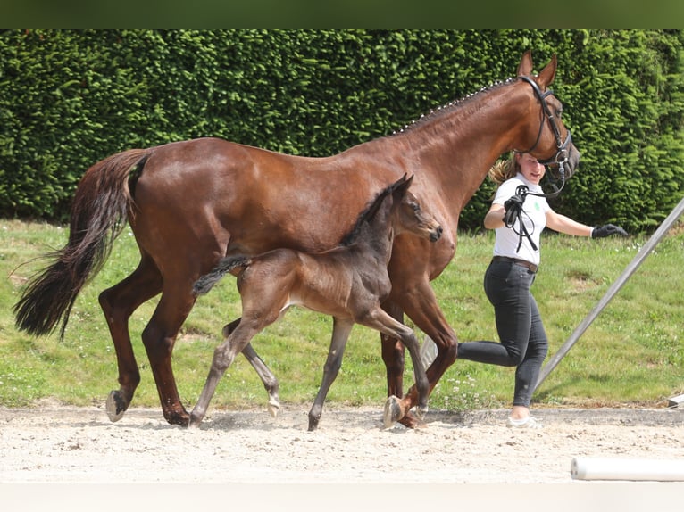 Koń trakeński Klacz Źrebak (06/2024) Kara in Einbeck