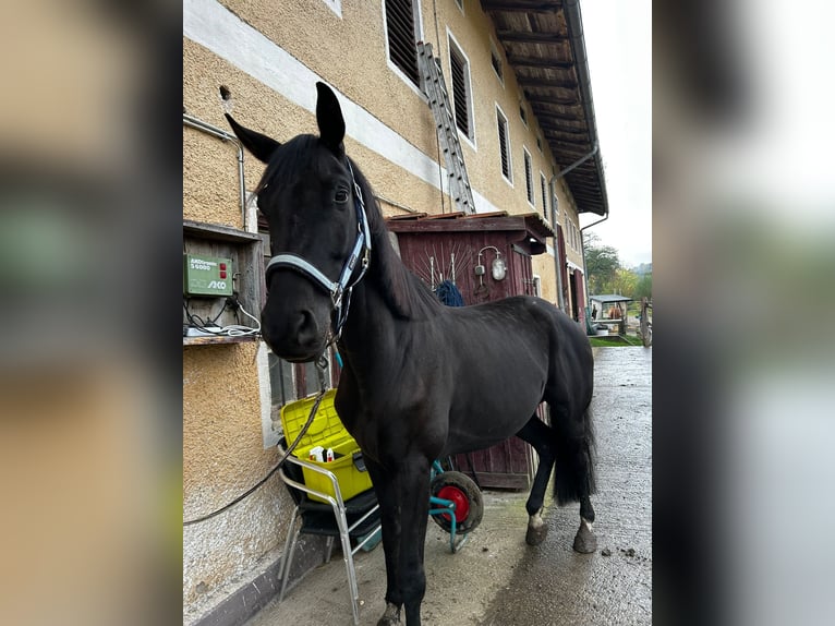 Koń trakeński Ogier 10 lat 169 cm Ciemnogniada in KirchseeonKirchseeon