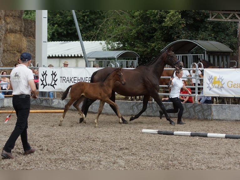 Koń trakeński Ogier 1 Rok 165 cm Gniada in Günzburg