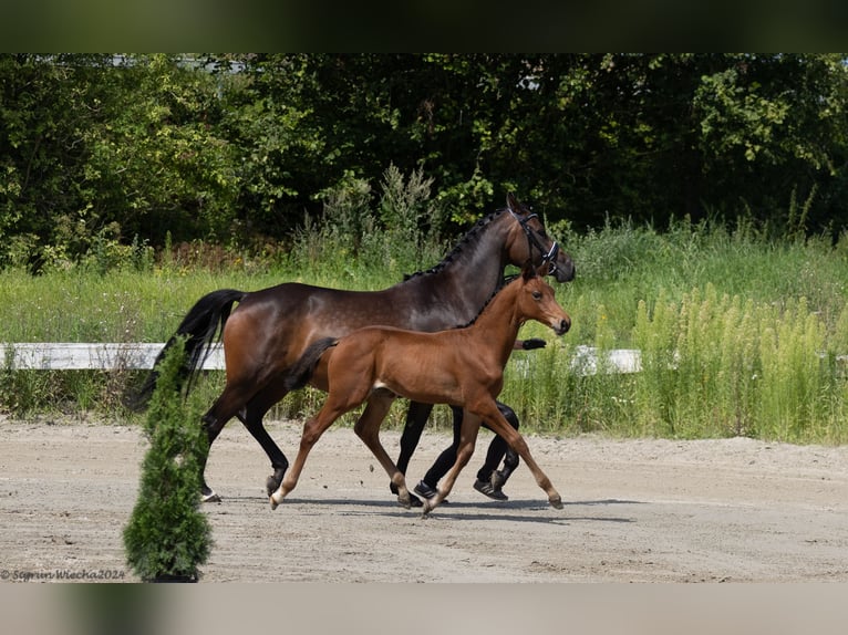 Koń trakeński Ogier 1 Rok 168 cm Gniada in Scharbeutz