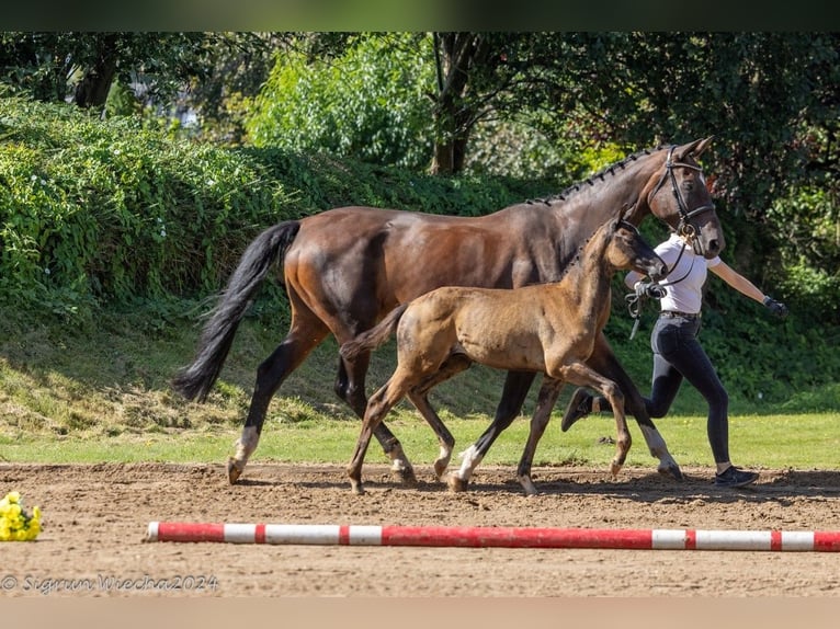 Koń trakeński Ogier 1 Rok 168 cm Skarogniada in Kleve
