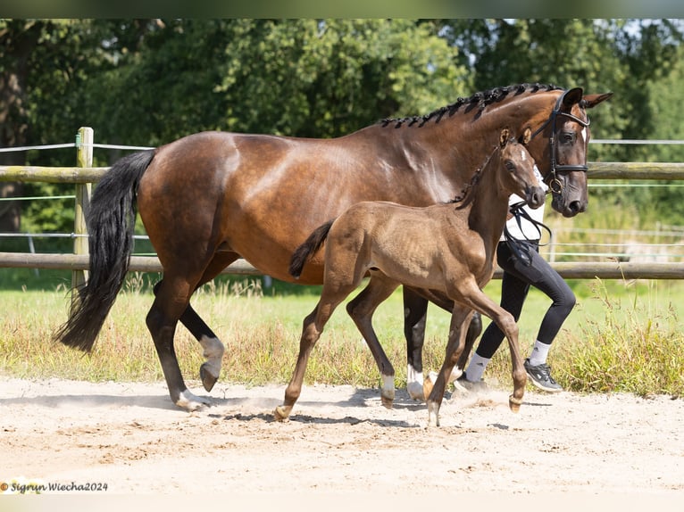 Koń trakeński Ogier 1 Rok 168 cm Skarogniada in Kleve