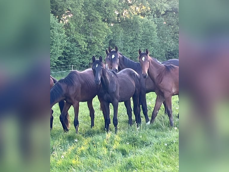 Koń trakeński Ogier 1 Rok 168 cm Skarogniada in Kleve