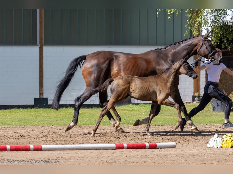 Koń trakeński Ogier 1 Rok 168 cm Skarogniada in Kleve