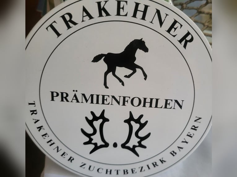 Koń trakeński Ogier 1 Rok 169 cm Gniada in Adelsried