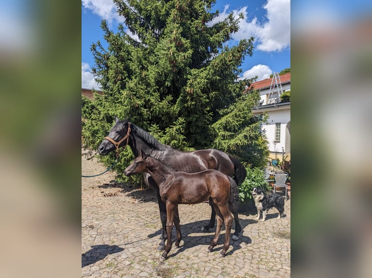 Koń trakeński Ogier 1 Rok 169 cm Skarogniada in Zerbst