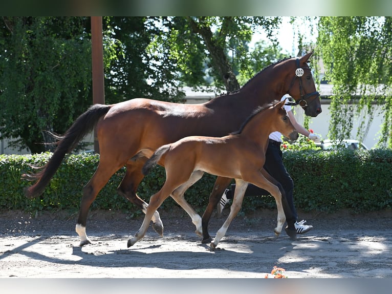 Koń trakeński Ogier 1 Rok 170 cm Gniada in Walsrode