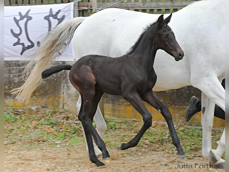 Koń trakeński Ogier 1 Rok 170 cm Może być siwy in Denklingen