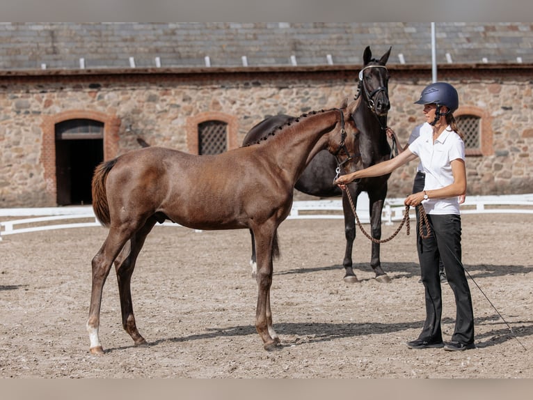 Koń trakeński Ogier 1 Rok 172 cm Siwa in Græsted