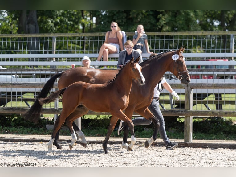 Koń trakeński Ogier 1 Rok Gniada in Belzig