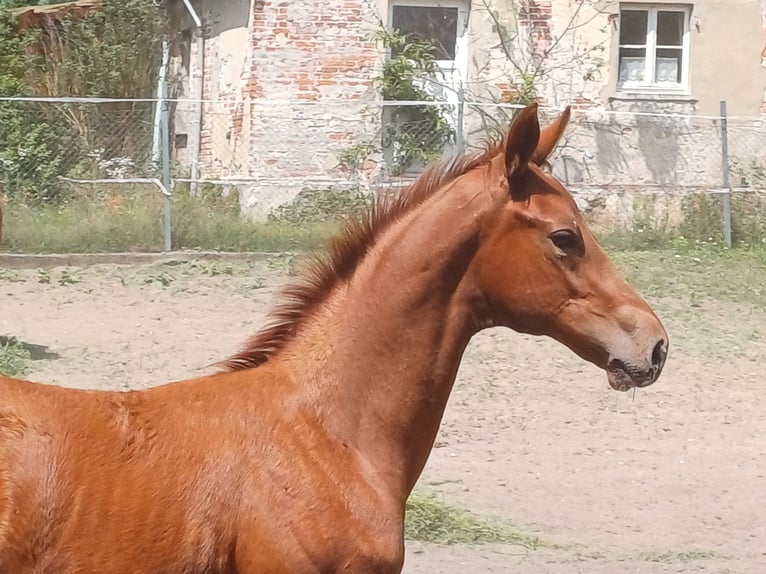 Koń trakeński Ogier 1 Rok Kasztanowata in Ringelsdorf