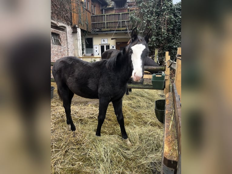 Koń trakeński Ogier 1 Rok Może być siwy in ImmenhausenHolzhausen