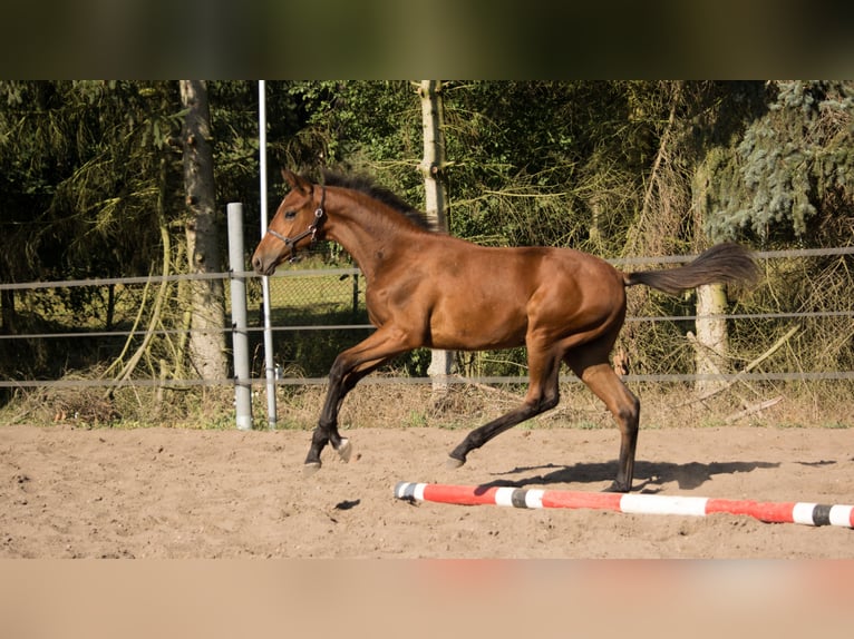 Koń trakeński Ogier 2 lat 165 cm Gniada in Wandlitz